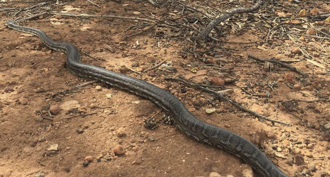 Image of Morelia spilota imbricata (L. A. Smith 1981)