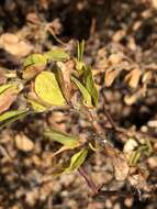 Image of roundleaf sensitive pea