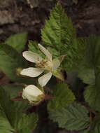 Слика од Rubus ursinus Cham. & Schltdl.