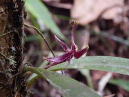 Image of Bulbophyllum patens King ex Hook. fil.