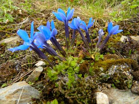 Gentiana brachyphylla subsp. brachyphylla的圖片