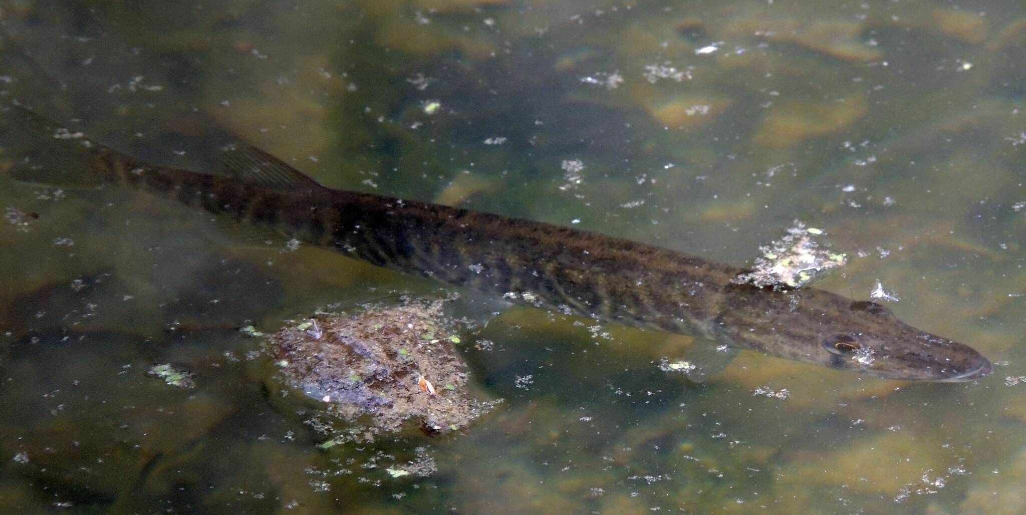 Image of Redfin Pickerel