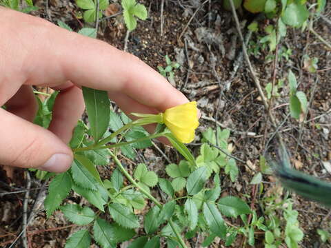 Oenothera subterminalis R. R. Gates resmi