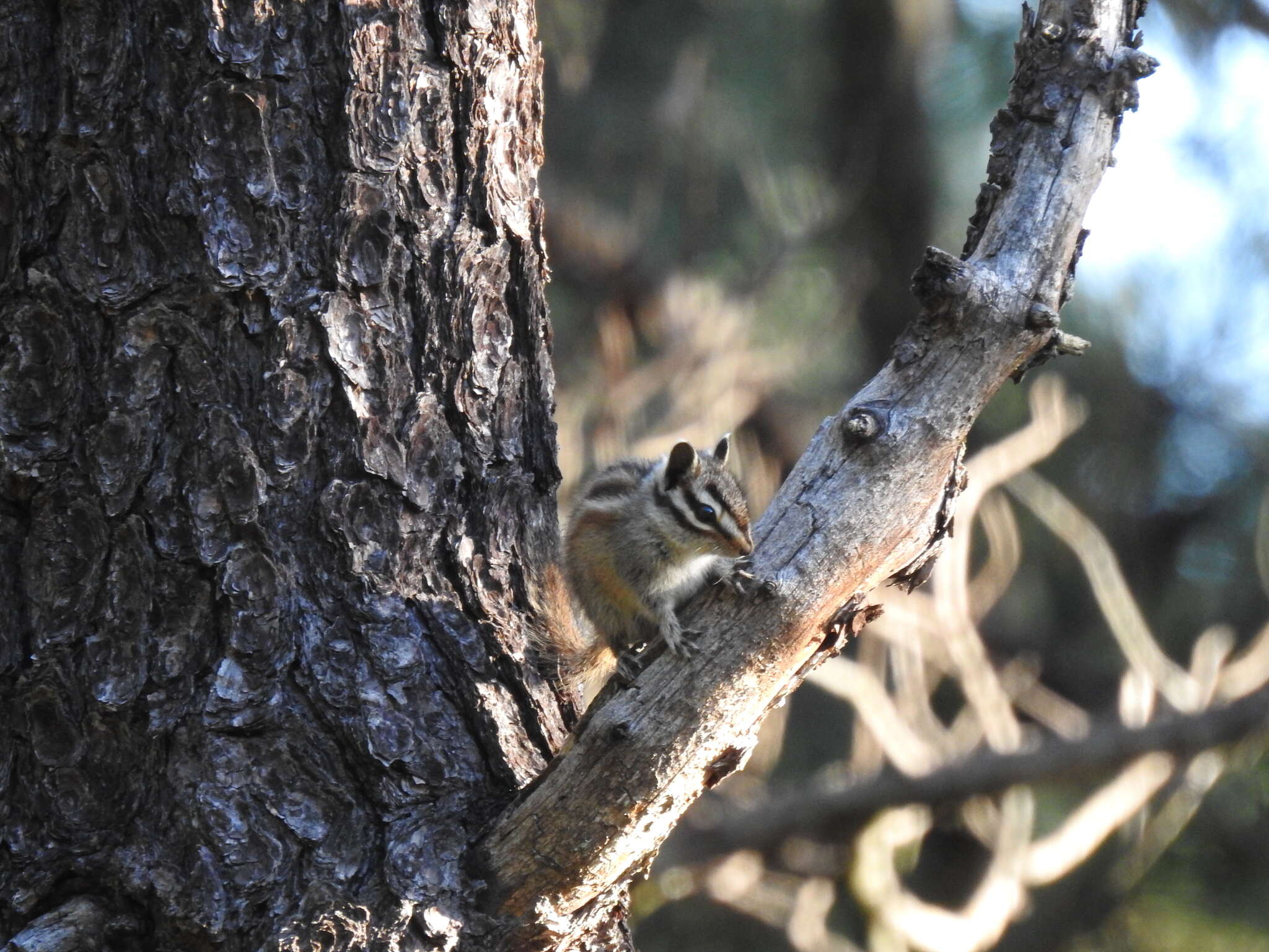 Image of Durango Chipmunk