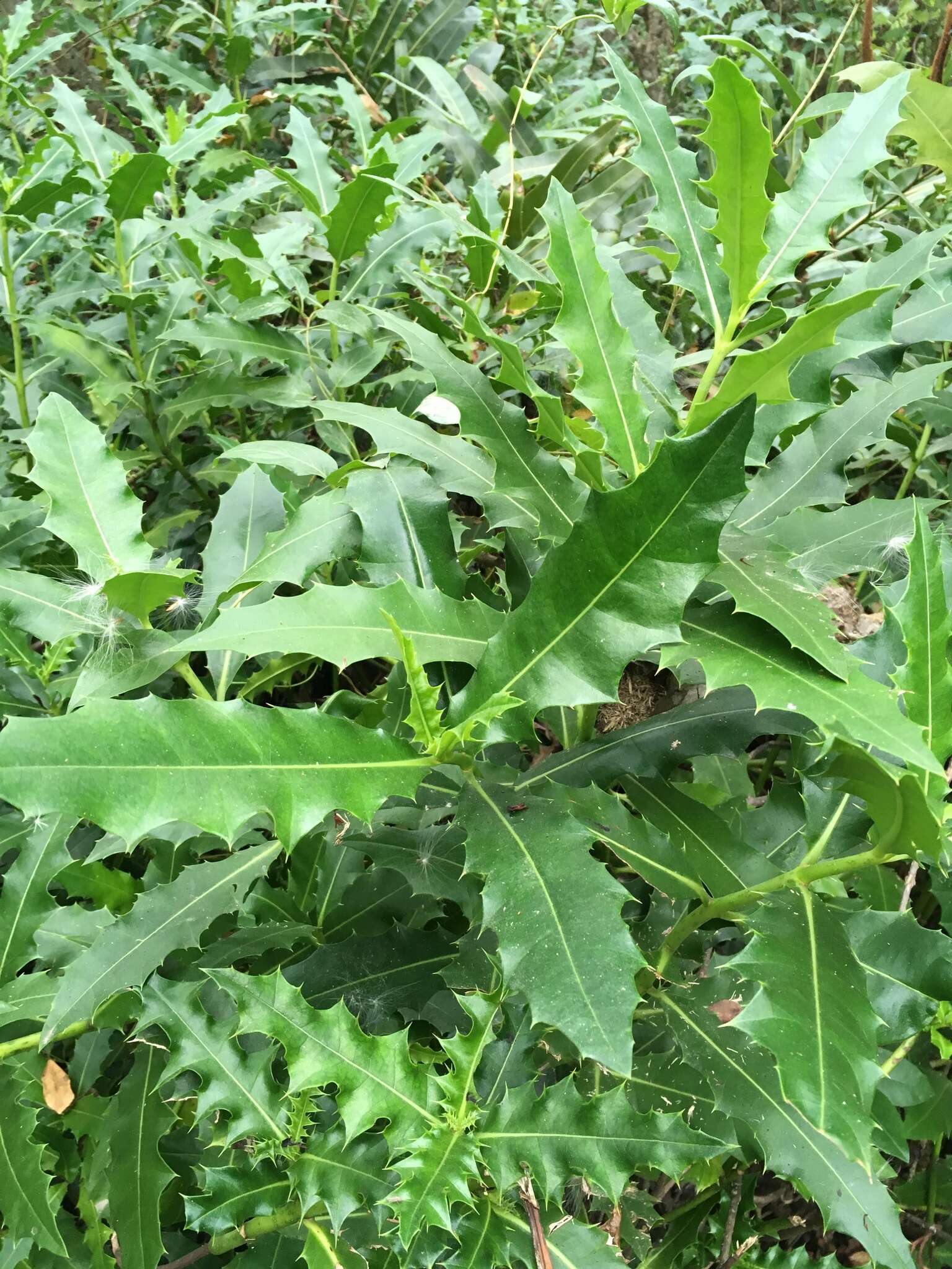 Acanthus ilicifolius L. resmi