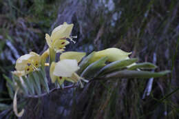 Image de Gladiolus buckerveldii (L. Bolus) Goldblatt