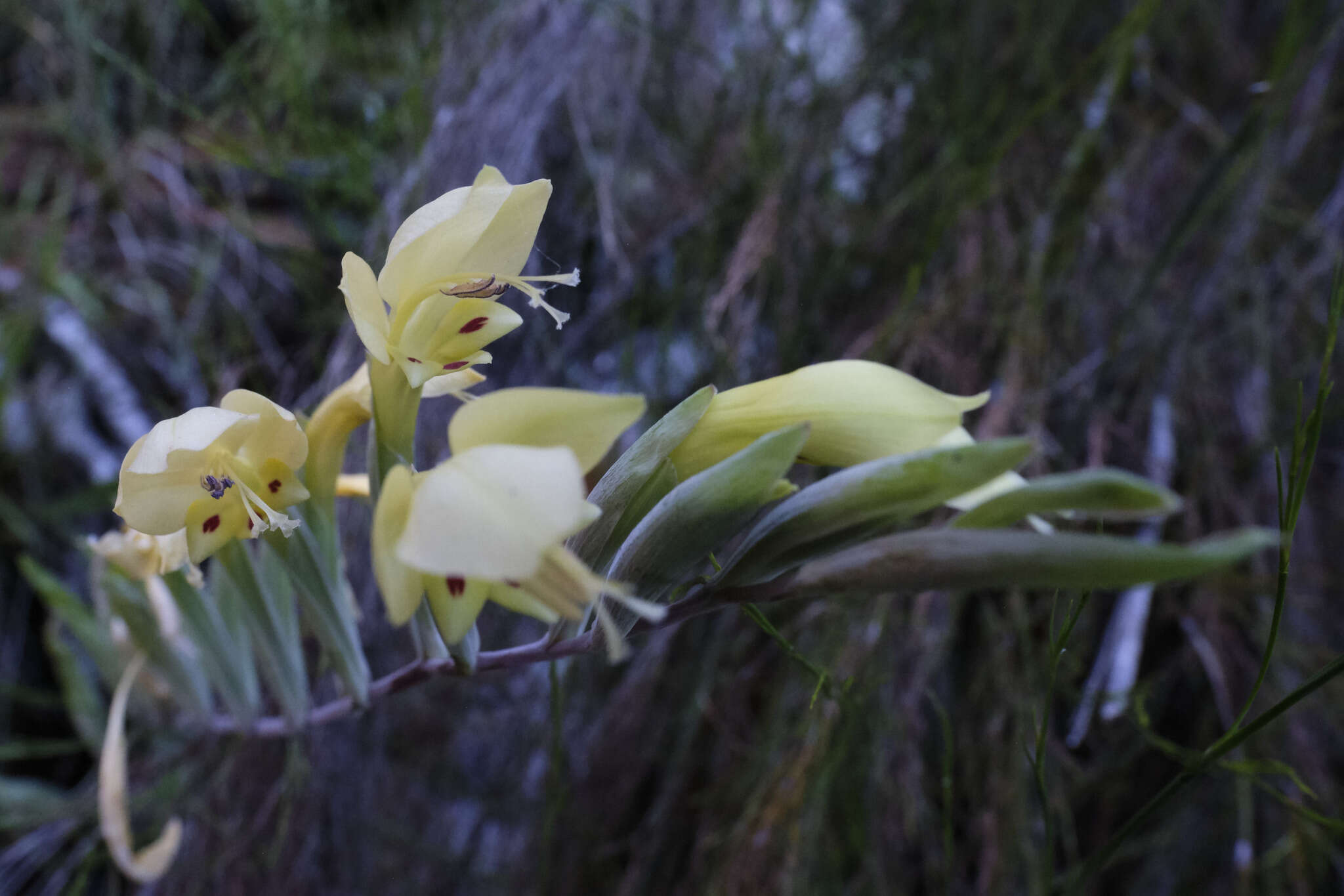 Gladiolus buckerveldii (L. Bolus) Goldblatt resmi