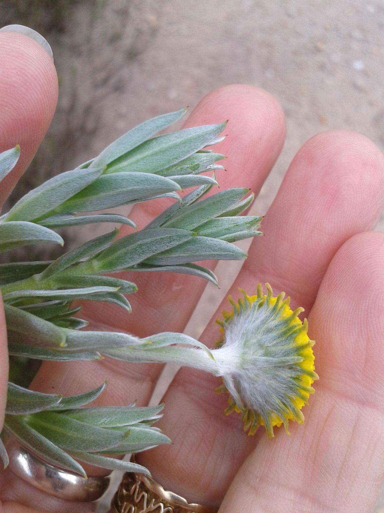 Image of Schistostephium umbellatum (L. fil.) K. Bremer & C. J. Humphries