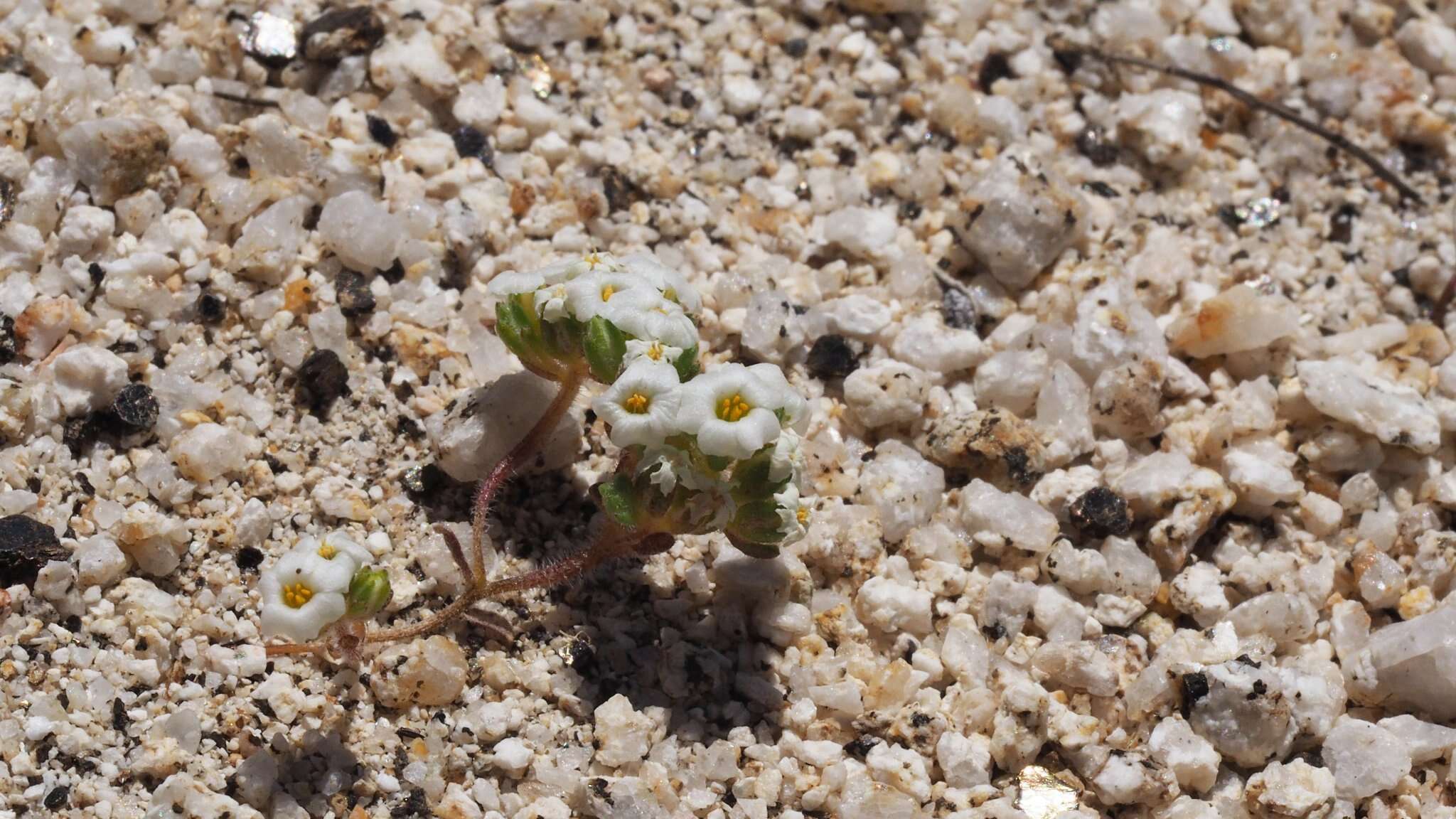 Image of San Bernardino Mountain gilia