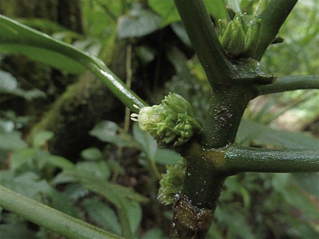 Image of Notopleura capitata C. M. Taylor