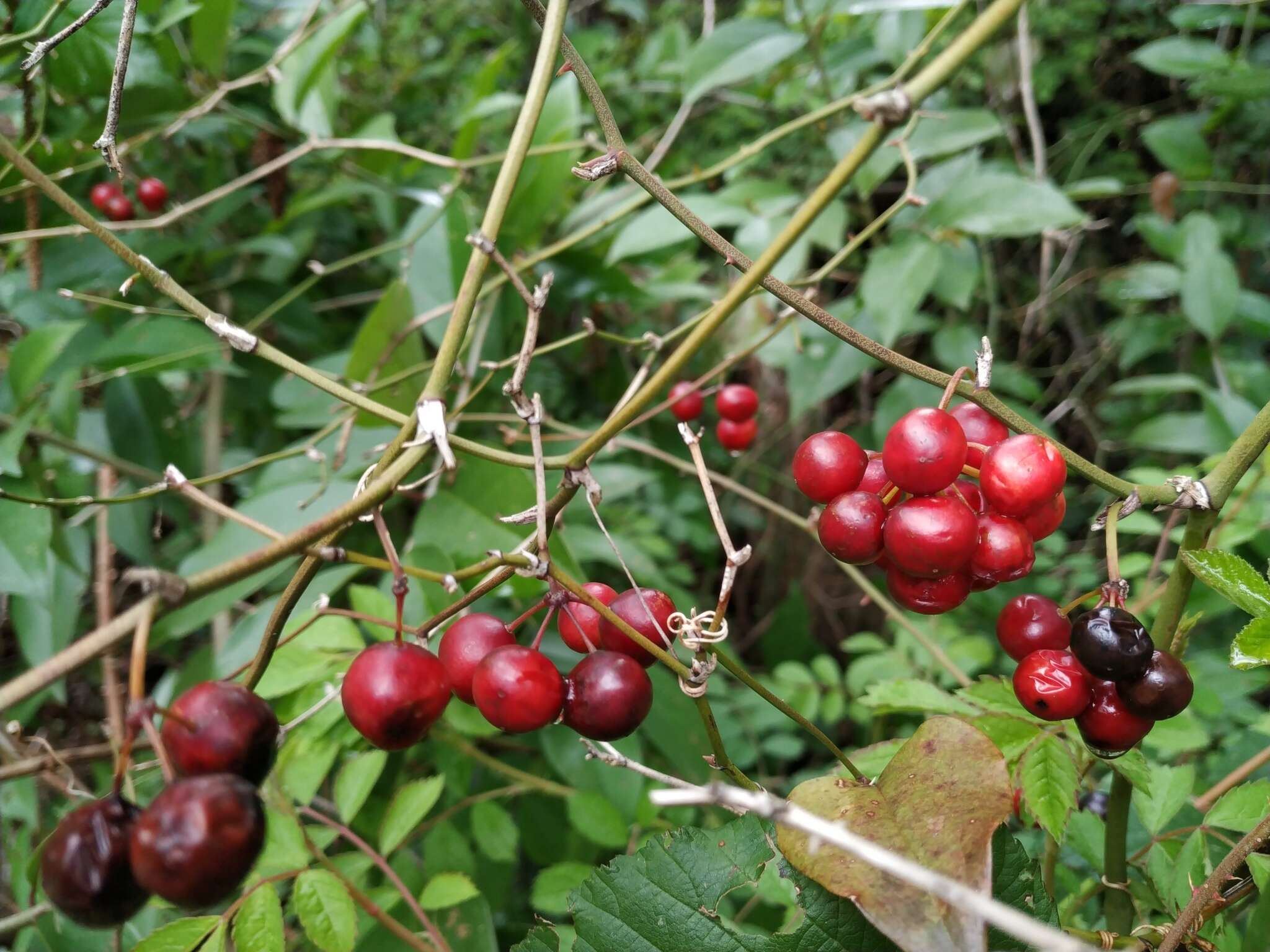 Imagem de Smilax excelsa L.