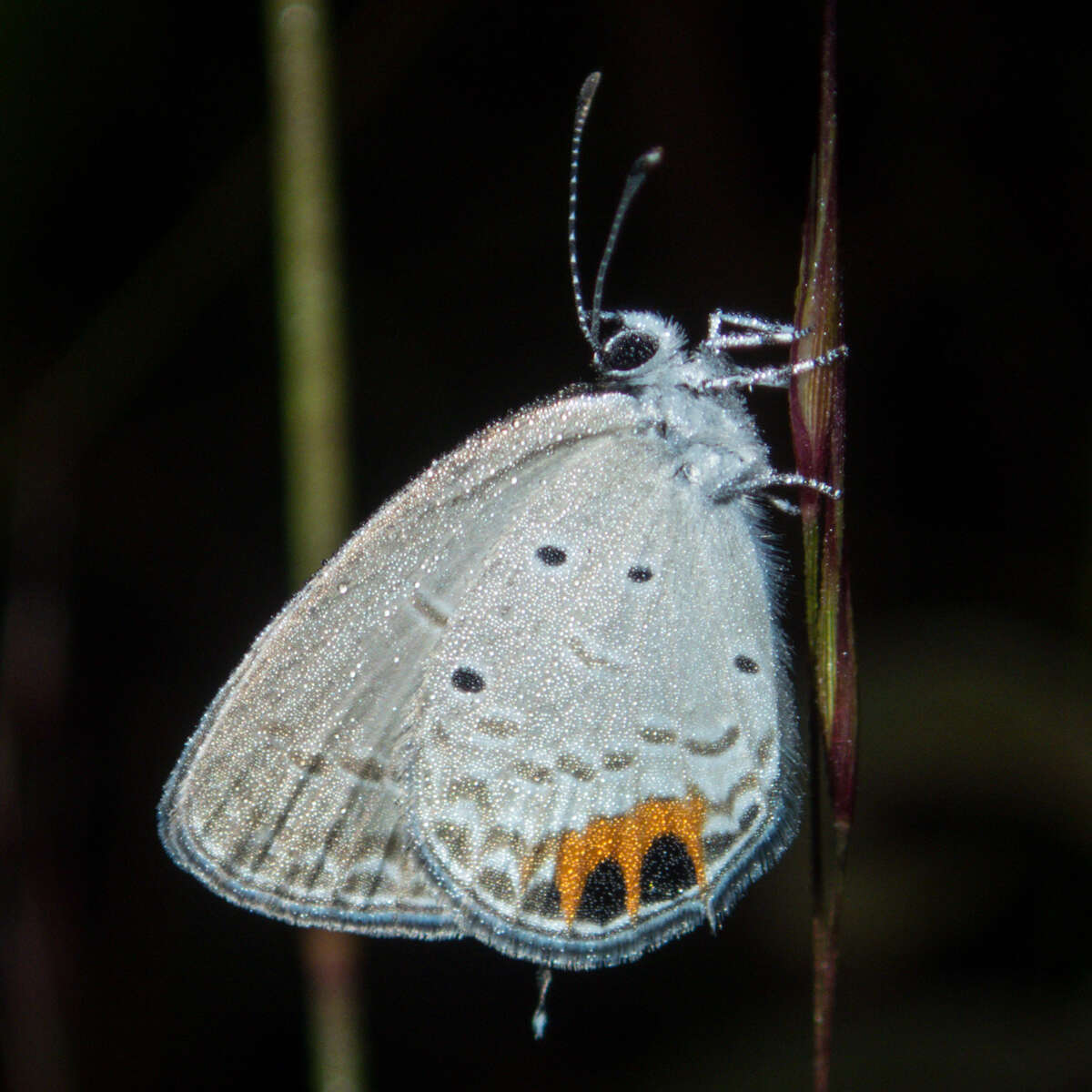 Image of Everes lacturnus rileyi