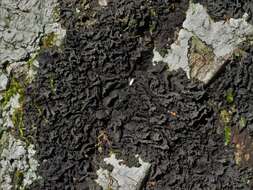 Image of Austroamerican skin lichen