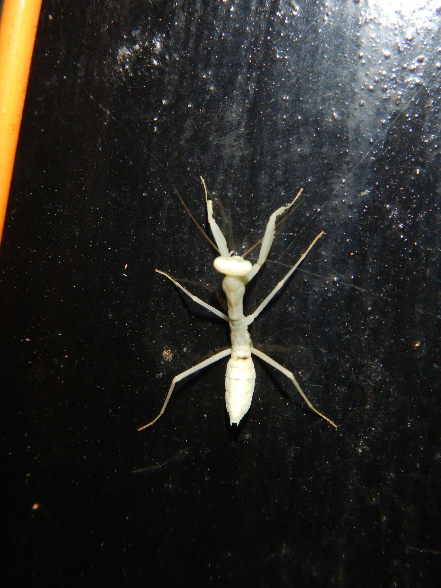 Image of Mantidae