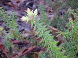 Sivun Acrotriche fasciculiflora (Regel) Benth. kuva