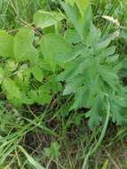 Pastinaca sativa subsp. sylvestris (Mill.) Rouy & Camus的圖片