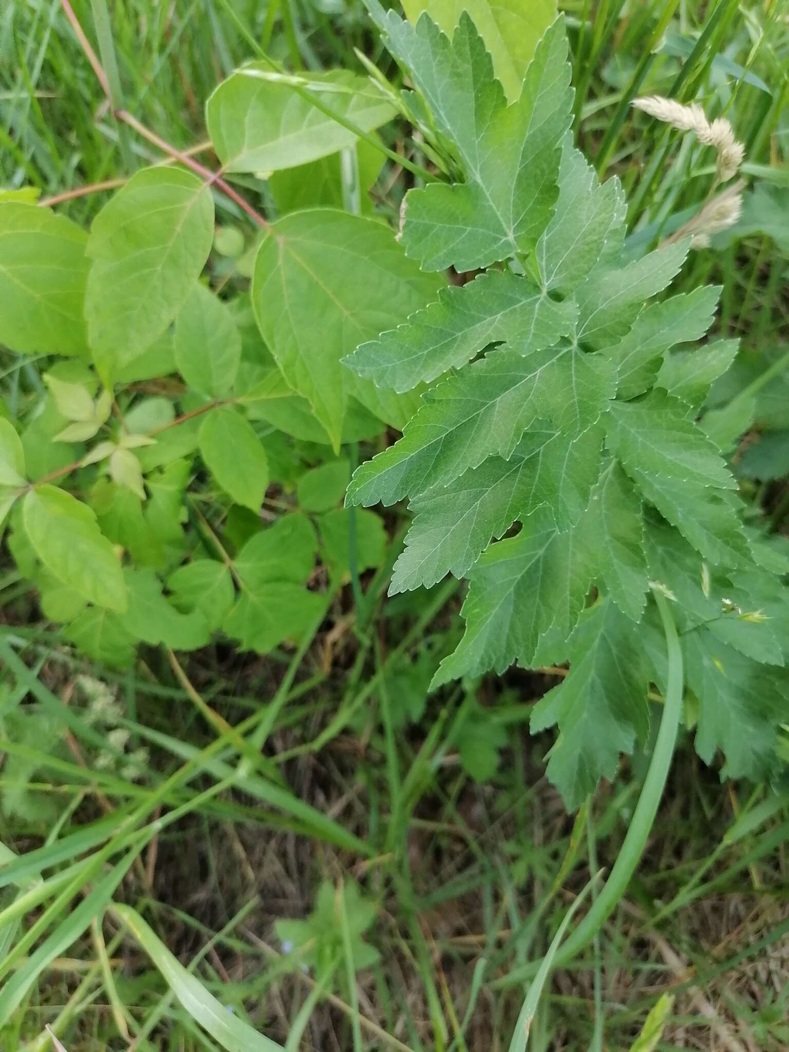 Imagem de Pastinaca sativa subsp. sylvestris (Mill.) Rouy & Camus