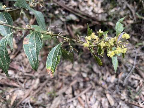 Image of Acacia urophylla Benth.