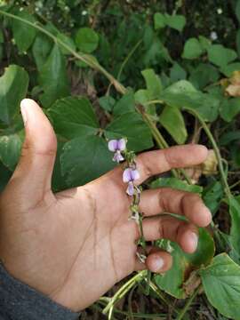 Image of tropical kudzu