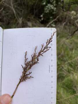 Image of Gahnia trifida Labill.