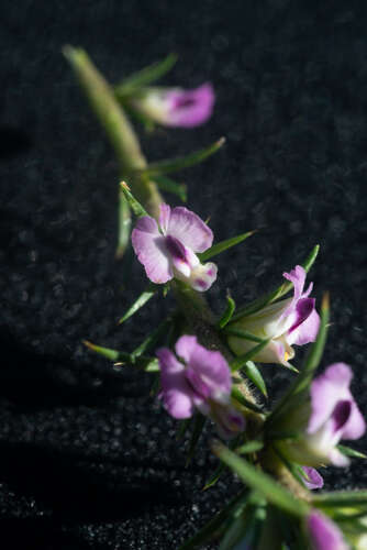 Image of Muraltia ononidifolia Eckl. & Zeyh.