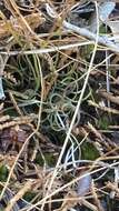 Image of little curlygrass fern