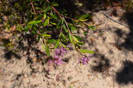 Image of Grevillea sericea subsp. sericea