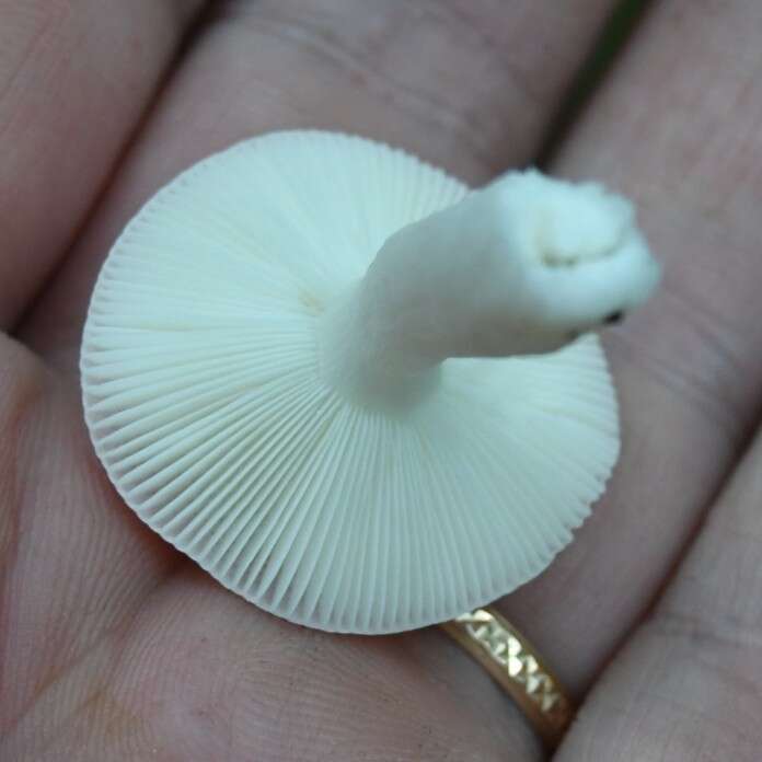 Image of Russula betularum Hora 1960