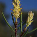 Image of Petrophile pauciflora D. B. Foreman