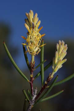 Image of Petrophile pauciflora D. B. Foreman