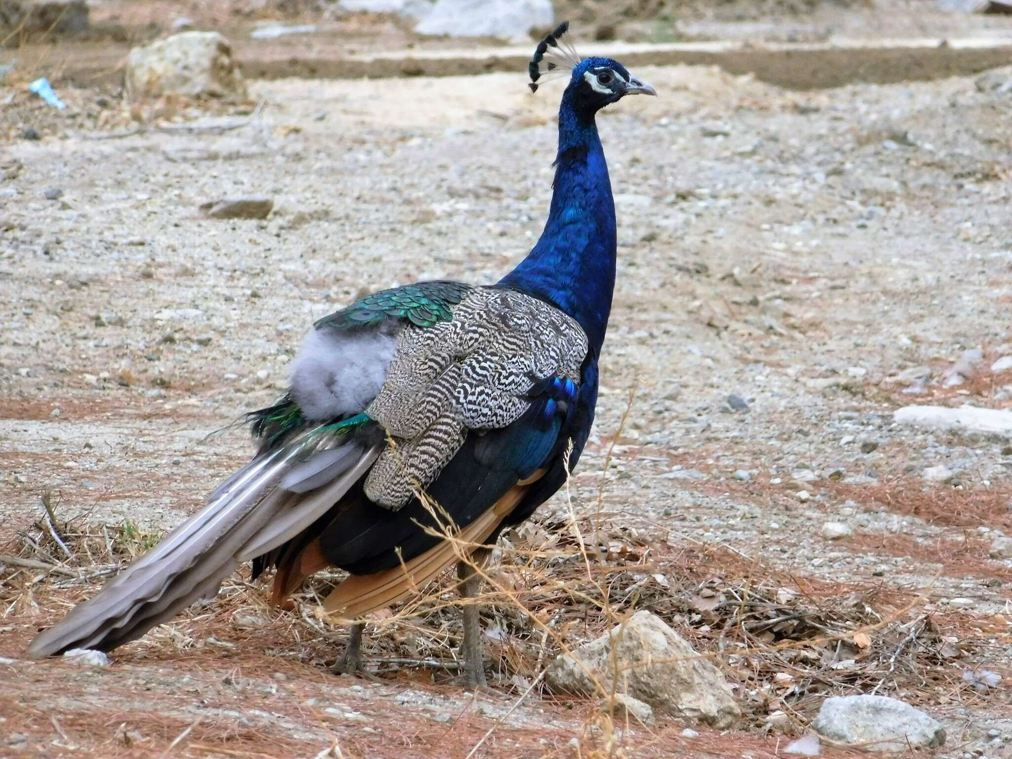 Image of Pavo Linnaeus 1758