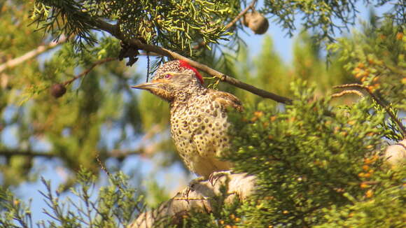 Image of Nubian Woodpecker