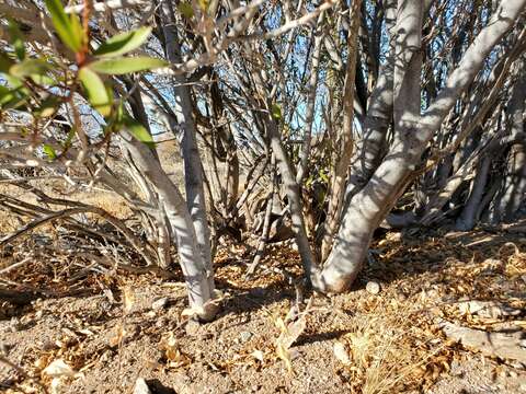 Imagem de Pleradenophora bilocularis (S. Watson) Esser & A. L. Melo