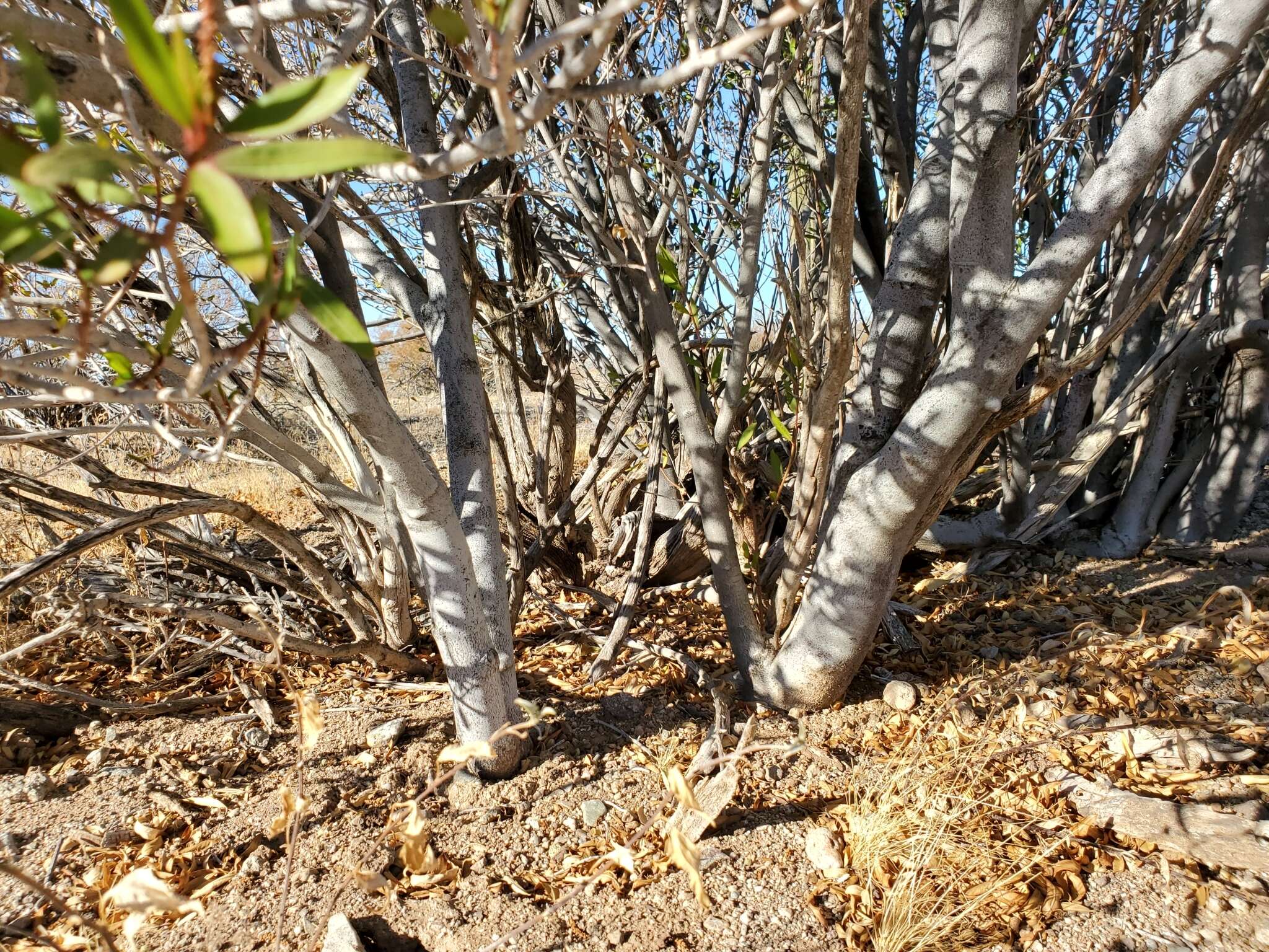 Plancia ëd Pleradenophora bilocularis (S. Watson) Esser & A. L. Melo