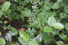 Image de Ligusticum calderi Mathias & Constance