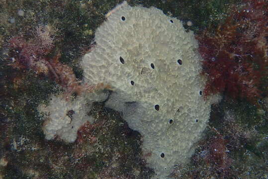 Image of stinker sponge