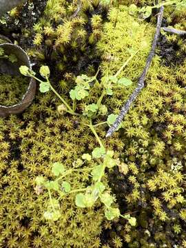 Image of Hydrocotyle scutellifera Benth.