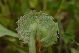 Image of <i>Anthyllis circinnata</i>