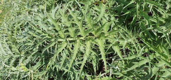 Image of Cynara cardunculus subsp. cardunculus