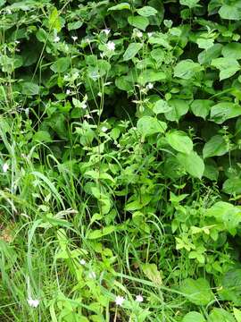 Epilobium montanum L. resmi