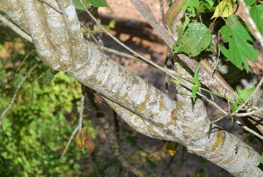 Image of Heliocarpus pallidus Rose