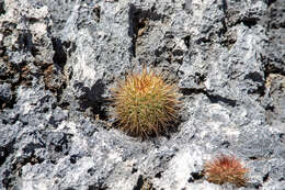 Image of Melocactus macracanthos (Salm-Dyck) Link & Otto