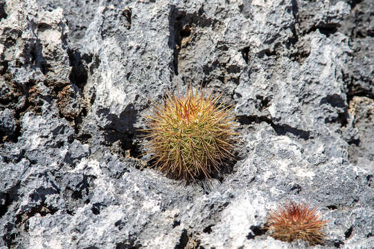 Image of Melocactus macracanthos (Salm-Dyck) Link & Otto