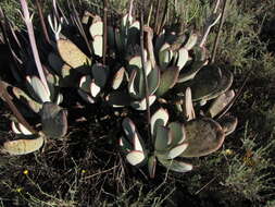 Image of Cotyledon orbiculata var. spuria (L.) Tölken