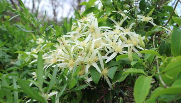 Image of Clematis pubescens Hueg. ex Endl.