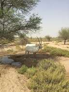 Image of Arabian Oryx