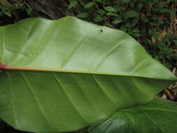 Image of Philodendron appendiculatum Nadruz & Mayo