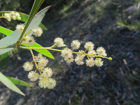 Слика од Acacia falcata Willd.