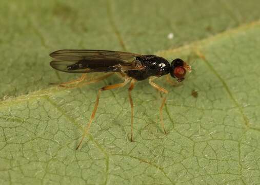 Слика од Strongylophthalmyia ustulata (Zetterstedt 1847)