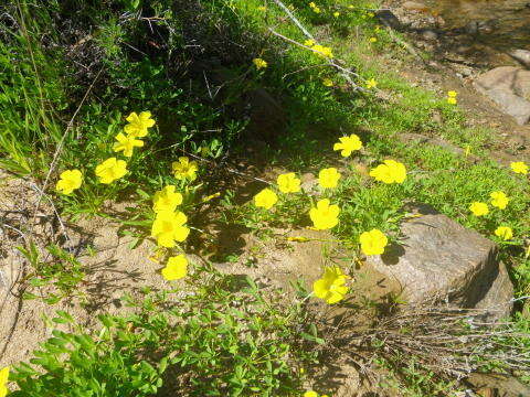 Image of Oxalis namaquana Sond.